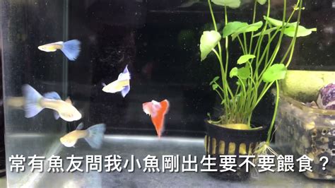 什麼小魚最好養